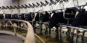 NZ-dairy-farming[1]