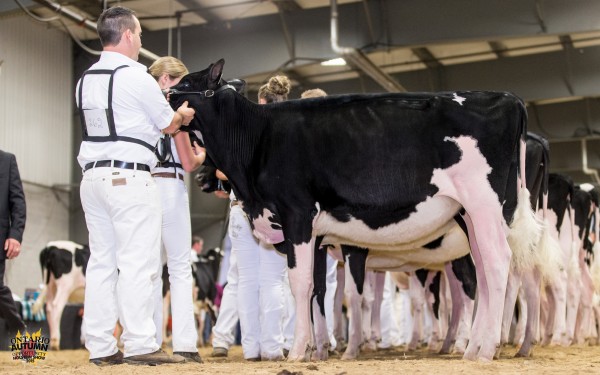 Smithden Hilton Izzy 1st place Intermediate Heifer Calf - Autumn Opportunity Clarkvalley Holsteins, Smithden Holsteins