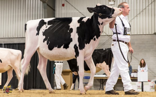 ARCROIX MASCALESE ANAS PIE (Mascalese) 1st place Summer Yearling Heifer Clarkvalley Holsteins and Jeff Stephens
