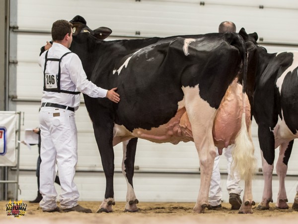 QUALITY GOLDWYN FLANSCO (Goldwyn) 1st place Mature Cow - Autumn Opportunity Quality Holsteins 