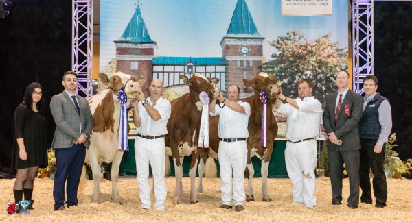 Grand Champion Meadow Green Abso Fanny Red (Absolute), 1st 4yr Old, Triple T, Mike Berry, T&L Cattle , Frank & Diane Borba, Frank & Carol Borba, OH, WA, BC, CA Reserve Grand Champion MIsshot Mama Red (Armani), 1st Milking Yearling, Smithcrest, Ernest Kueffner & Majestic View, WI HM Grand Champion Cyrmo Mr Burns Rainbow (Mr Burns), 1st Aged Cow, Pierre Boulet, QC