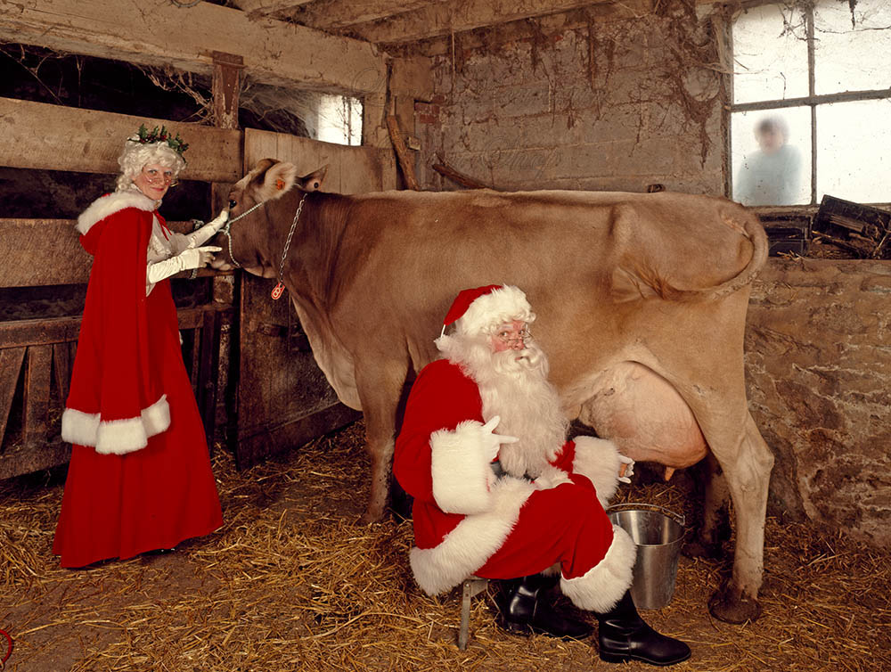 Dairying is a 365 dayayear job. Every day, Christmas and New Year’s