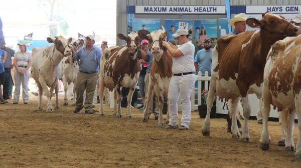 The aged cow class of Ayrshires made an impressive display