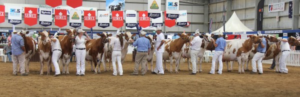 The aged cow class had the attention of the audience. 