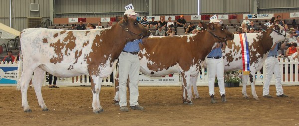 Junior Champion (right) Regal Park Reality Solax (owned by Stew and Beck Cole of Wagga, NSW), centre is the Reserve Junior, Boldview Dream-A-Rilla (owned by Boldview Farms of Jervois, SA) and Honourable Mention (left) is Paschendaele Vicki Titan (owned by the Eagles Partnership of Gooloogong, NSW). 