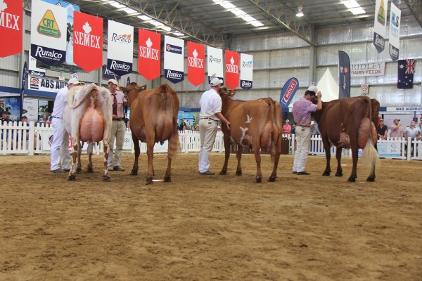 The Champion contenders (l-r) were 1st four-year-old Llandovery JR Joan 982 (C Rapley and RK and JR Gordon), 2nd four-year-old Riversleigh Scarlet Dorris 2 (Tuhan family trust), 1st five-year-old Braelee BP Dairymaid 2-Twin (Glenbrook Illawarras) and 1st aged cow Llandovery Ja-Bob Stella.