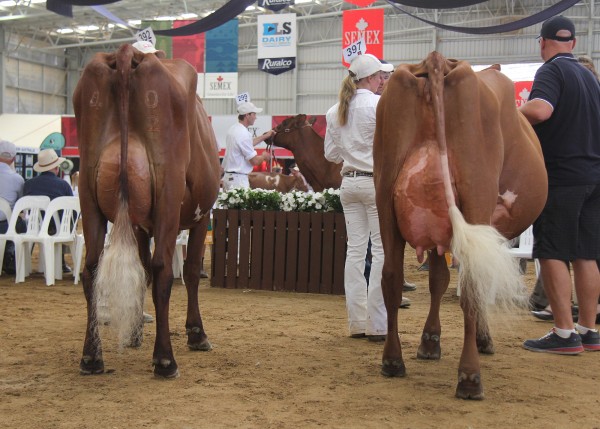 Intermediate Illawarra (right) was Llandovery Blushes Queenette (owned by the Hayes family) and Reserve was Riversleigh Zeus Stella 20 (owned by the Tuhan family).