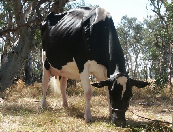Australia’s two-time IDW Grand Champion Holstein in 2005 and 2007 – Fairvale Jed Bonnie 94-ET EX-1E. Photo: CrazyCow In Print.