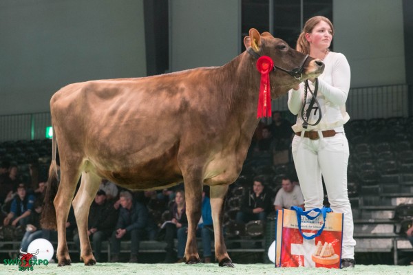 Nussbaumer Tequila JOSELINE 1st place Class 4 - Swiss Expo Jersey Show 2016 Marion Gavin, 1683 Chesalles