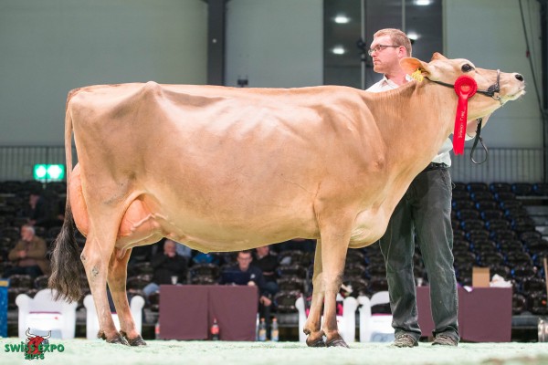 ERLIgen May MIA 1st place Class 8 - Swiss Expo Jersey Show 2016 Werner Kenel, 6415 Arth