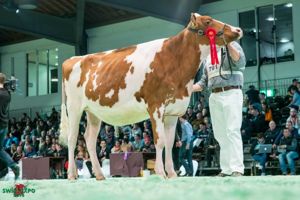 Everdes Big Apple KAMOURASK 1st place class 6 - 2016 Swiss Expo Red & White Show Nicolas Uldry, 1689 Le Chatelard
