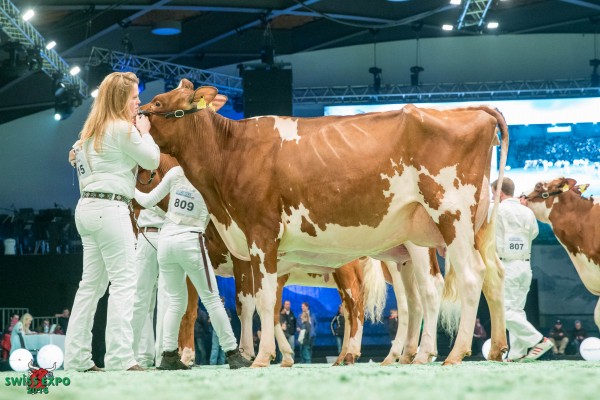 Plattery Absolute AMANDA 1st place class 8 - 2016 Swiss Expo Red & White Show Menoud Christian Plattery Holstein, 1626 Romanens