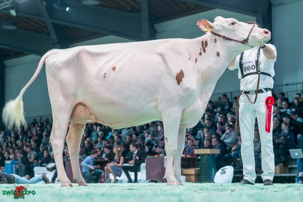 PASTEQUE 1st place class 10 - 2016 Swiss Expo Red & White Show Roger Frossard, 2353 Les Pommerats