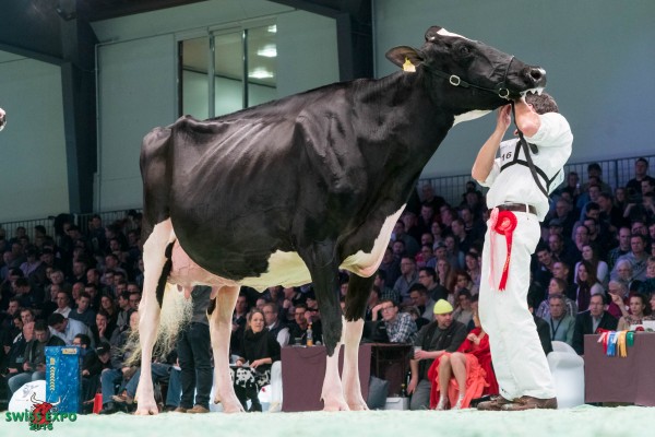 Sunny House SUNSHINE 1st place Class 16 - Swiss Expo Holstein Show 2016 Gobeli Holstein/ Lorenz Bach, 3792 Saanen See more results at http://www.thebullvine.com/show-reports/2016-swiss-expo-holstein-show/