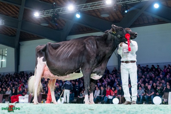 Mattenhof Goldwyn RONJA 1st place Class 19 - Swiss Expo Holstein Show 2016 Alex Gobeli Holstein, 3792 Saanen