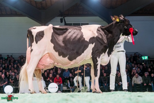 Le Mesnil D’O Lheros VICTORIA 1st place Class 21 - Swiss Expo Holstein Show 2016 Christian et Jacques Rey, 2126 Les Verrières