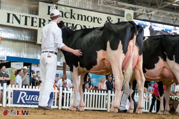 Cairnhill Yorrick Paradi 2 1st place class 7- International Dairy Week 2016 Zanders Family