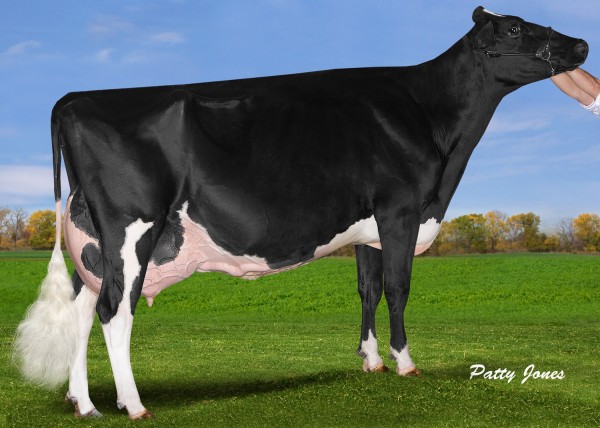 Fraeland Goldwyn Bonnie EX95 is owned by Fraeland Farms who imported her as an embryo to Canada. She has established the Australian family in North America. 