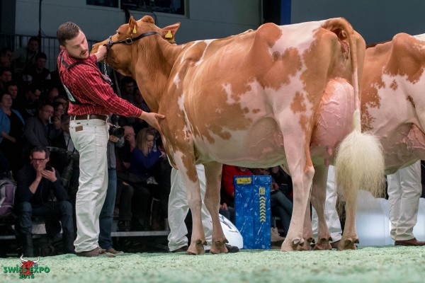 Jowis Incas FLAVIA 1st place class 15 - 2016 Swiss Expo Red & White Show Erich Zingre-Thomi, 3783 Grund b.Gstaad