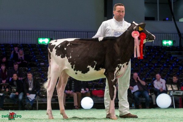 Bel Galactico ZUBA 1st place Class 1 - Swiss Expo Holstein Show 2015 All Beltramino/Peter Ridler, 10060 Buriasco (Italia)