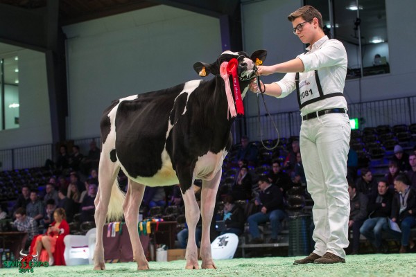  Bel MASCALESE ZUFOLA 1st place Class 2 - Swiss Expo Holstein Show 2015 Allevamento Beltramino, 10060 Buriasco (Italia)