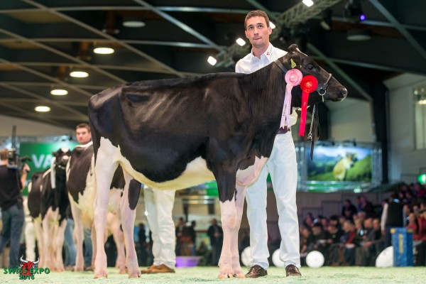 Castel Tabasco ALFA 1st place Class 3 - Swiss Expo Holstein Show 2015 Michel Castella, 1688 Sommentier