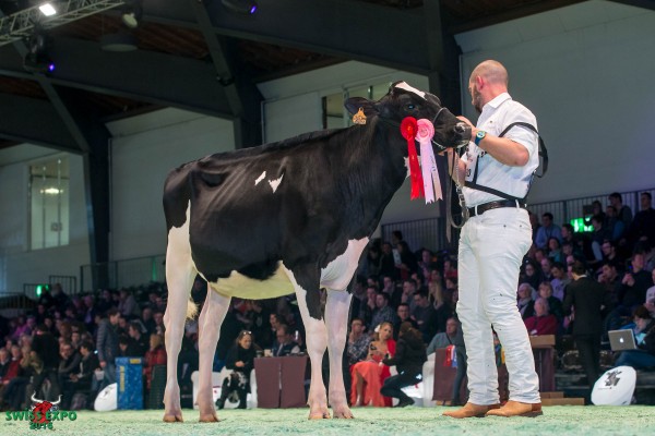 Magnolia Sammy VRENA 1st place Class 4 - Swiss Expo Holstein Show 2015 All. La Magnolia - TJR Portea, 10078 Venaria (Italia)