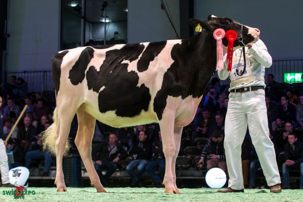 Godel Impression ODYSSEY 1st place Class 5 - Swiss Expo Holstein Show 2015 Pascal Godel, 1673 Ecublens