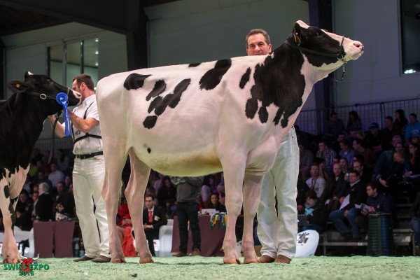 Al.Ce MCC ABYGAIL 1st place Class 6 - Swiss Expo Holstein Show 2015 Alcefarm - Soc. Agr. Cerri Pietro Rinaldo & Figli (Italia)