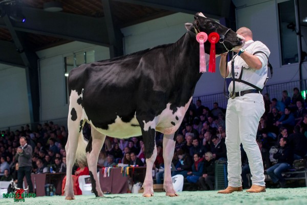 Magnolia Goldwyn VENERE ET 1st place Class 7 - Swiss Expo Holstein Show 2015 All. La Magnolia, 10078 Venaria (Italia)