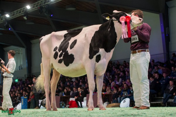 Woodhouse Atwood LILLY 1st place Class 7 - Swiss Expo Holstein Show 2015 All. La Magnolia, 10078 Venaria (Italia)