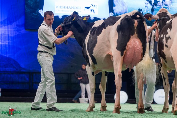 Ptit Coeur Atwood MAFALDA 1st place Class 9 - Swiss Expo Holstein Show 2015 Roger Frossard, 2353 Les Pommerats