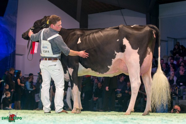 Gs Alliance MARYBLACK 1st place Class 11 - Swiss Expo Holstein Show 2016 Edwin et Matthias Steiner, 8832 Wilen b. Wollerau