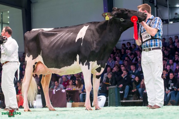 Mox Shottle DOMENICA 1st place Class 14 - Swiss Expo Holstein Show 2016 Christian Berger / C. Luginbühl, 3703 Aeschi b. Spiez