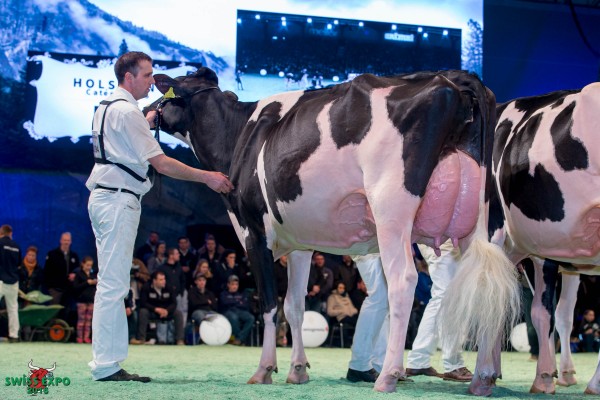 DH Gold Chip DARLING 1st place Class 15 - Swiss Expo Holstein Show 2016 Roger Frossard, 2353 Les Pommerats