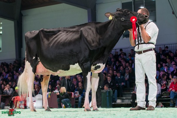 GALYS Vray 1st place Class 17 - Swiss Expo Holstein Show 2016 Marc et Erhard Junker / Staub/Al.Be.Ro, 3305 Iffwill