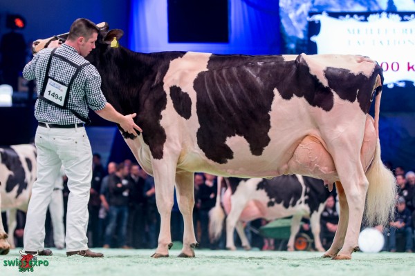 LADY GAGA 1st place Class 20 - Swiss Expo Holstein Show 2016 Henrik Wille / Friedrich Köster, Deutschland