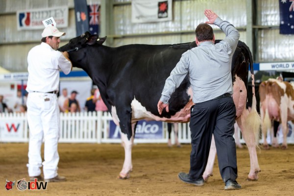 Paringa Fever Opa Intermediate Champion - International Dairy Week 2016 Paringa Holsteins 