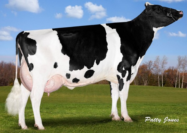 Alexerin Supersire 1334 #1 Protein Cow in August 2015-