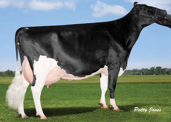 Alexerin Oman 993 has lived up to her genomic indexes as she is VG88 with all of her four records designated by Holstein Canada as Superior Lactations. Her latest record, calving at 5-10, was (305D) 19,503 kgs (42,985 lbs) milk 4.0%F and 3.2%P.