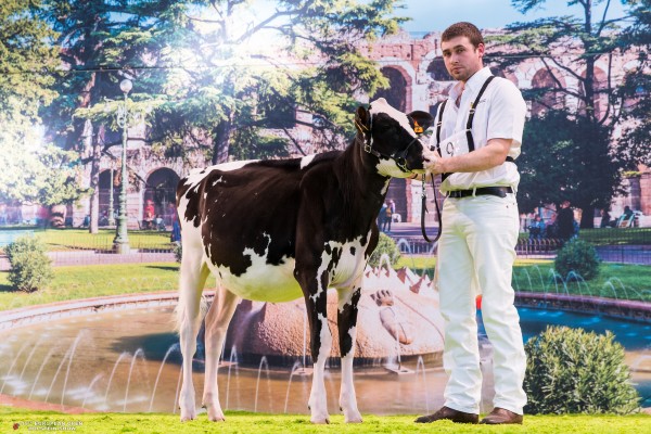 BEL ZUBA 1st place Class 1 - 6-9 Months Old European Open Holstein Show PR Allevamento Beltramino & Peter Ridler