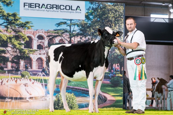 BEL BAG2 ZANZIBAR VICTORIA 1st place Class 3 - 12-15 Months Old European Open Holstein Show ALLEVAMENTO BELTRAMINO, BAG 2, NUTRAL