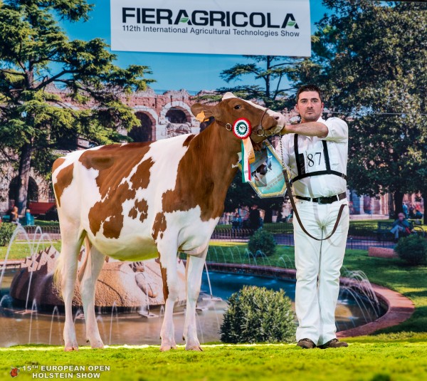 VALROSE LARON SPERANZA 1st place Class 4 - 15-18 Months Old European Open Holstein Show NUZZI DOMENICO, AGRIP F. LLI PERRONE
