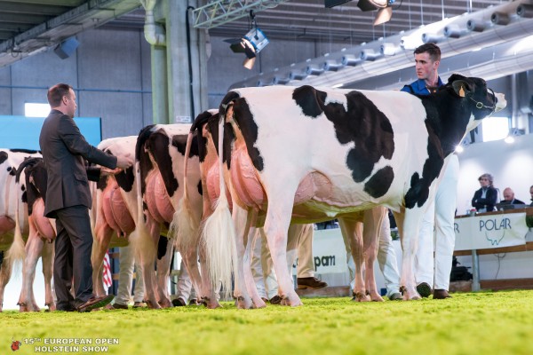 SABBIONA MIRTA 1st place Class 8 - Junior Two Year Olds European Open Holstein Show