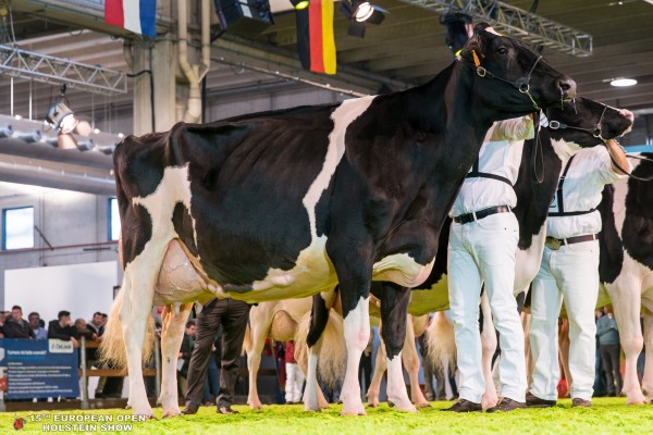 HOPEFUL HVEZDA BRUHLHOF 1st place Class 13 - 5 year olds European Open Holstein Show Ponderosa Holsteins