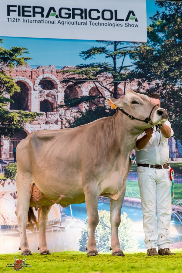 MOBBY IMARINELLA 1st place Class 13 - Cows 3 & 4 Lactation Italian National Brown Swiss Show Nuzzle Donato