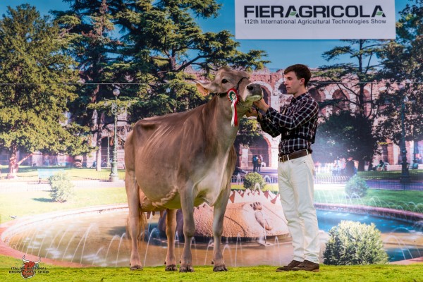 RIVAL-PAYO TELLY (Rivaldo) 1st place Class 14 - Cows 4 & 5 Lactation Italian National Brown Swiss Show CORSINI GUISEPPE E FRANCESCO