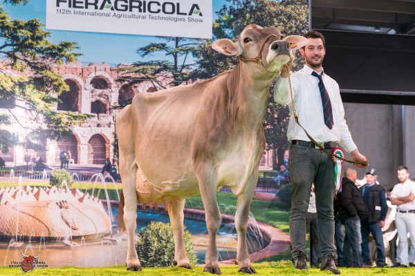 ALBON ALIBABA ILLARY 1st place Class 15 - Cows 5 years and older Italian National Brown Swiss Show BONOMI ENNIO