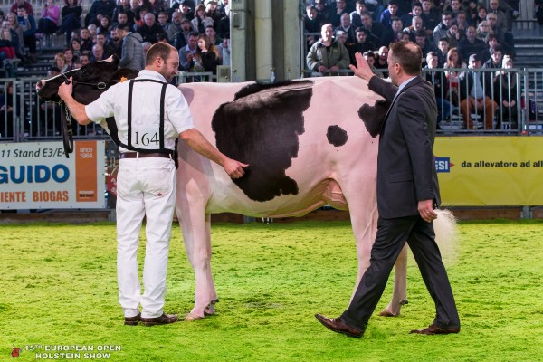 DU BON VENT INKAPI Intermediate Champion European Open Holstein Show