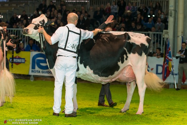 BEL BARCLAY SELEN Grand Champion European Open Holstein Show